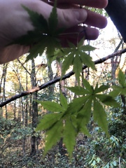 Acer pseudosieboldianum