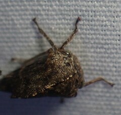 Telamona