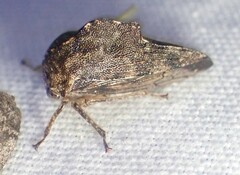 Telamona