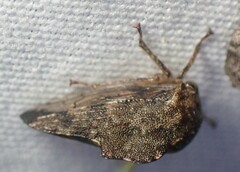 Telamona