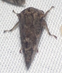 Telamona