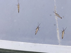 Plutella xylostella-australiana