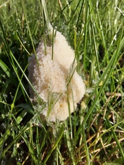 Didymium mucilago