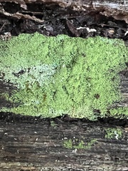 Cladonia ochrochlora