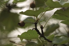 Pyrus calleryana