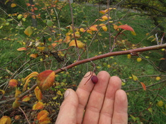 Cotoneaster hebephyllus