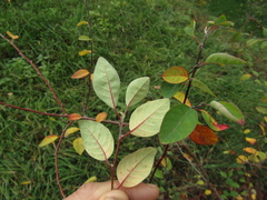Cotoneaster hebephyllus