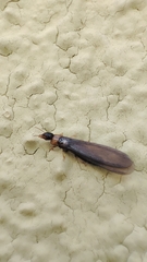 Kalotermes flavicollis