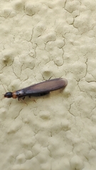 Kalotermes flavicollis