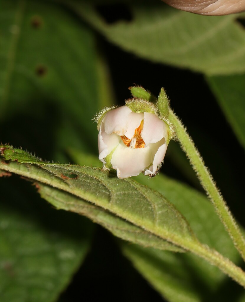 Saurauia andreana
