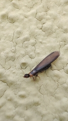 Kalotermes flavicollis