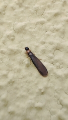 Kalotermes flavicollis