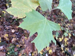 Ectoedemia platanella group