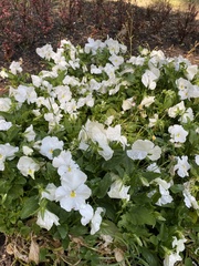 Magnoliopsida