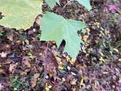 Ectoedemia platanella group