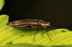 Agrilus