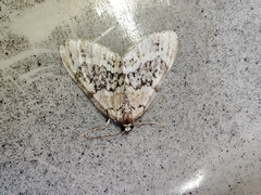 Acasis viretata