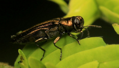 Agrilus