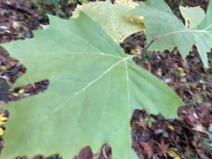 Ectoedemia platanella group