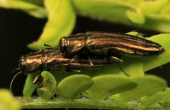 Agrilus