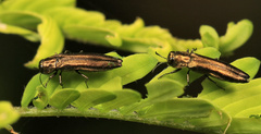 Agrilus