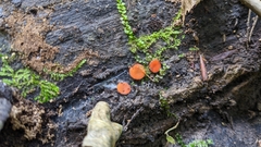 Scutellinia