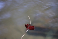 Neurothemis taiwanensis