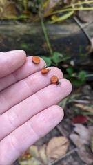 Scutellinia