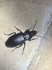 Carabidae