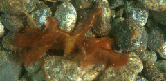 Oncinopus
