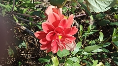 Dahlia pinnata