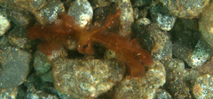 Oncinopus
