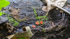 Scutellinia