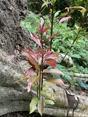 Syzygium myrtifolium