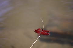 Neurothemis taiwanensis