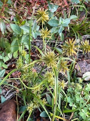 Cyperus croceus