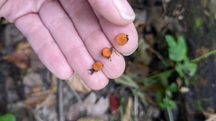 Scutellinia