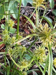 Cyperus croceus