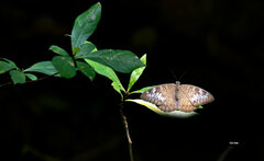 Tanaecia pelea