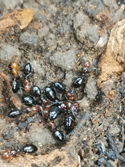 Camponotus lateralis