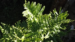 Polypodium macaronesicum azoricum