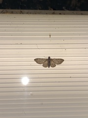 Sigilliclystis insigillata