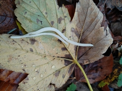 Clavaria falcata