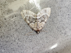 Acasis viretata