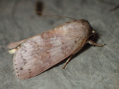 Didigua seticornis