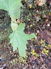 Ectoedemia platanella group