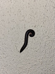 Ommatoiulus moreleti