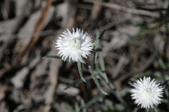 Chrysocephalum baxteri