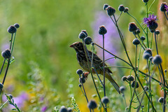 Emberiza hortulana