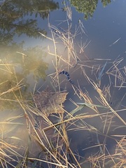 Ambystoma annulatum
